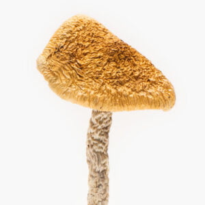 Order African Aphrodisiac magic shroom Sydney Australia