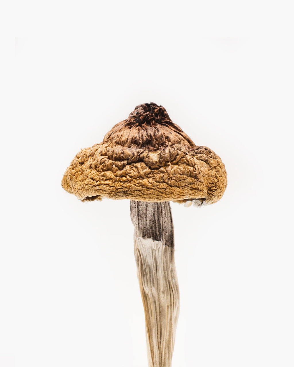 Order B+ (plus) Magic mushrooms Online Australia