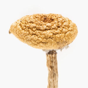 Buy Burmese Dream Magic Mushrooms Australia