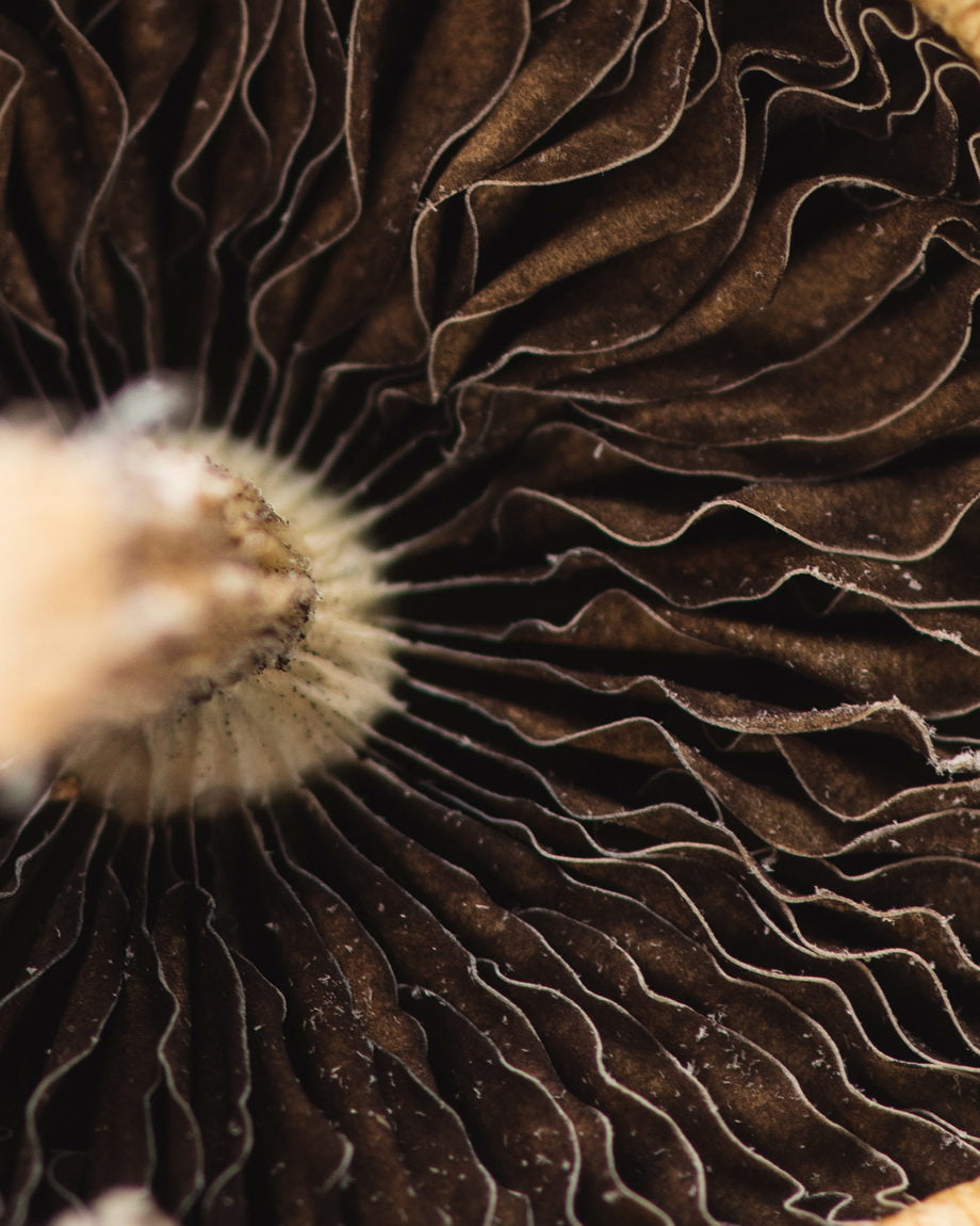 Burmese Dream Magic Mushrooms - Image 3