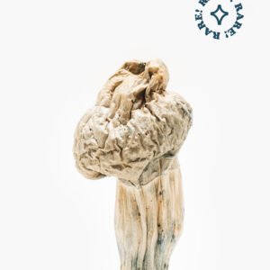 Buy White Jedi Mind Fuck magic mushroom Australia