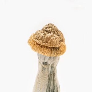 Buy Penis Envy Magic Mushrooms Online Sydney NSW