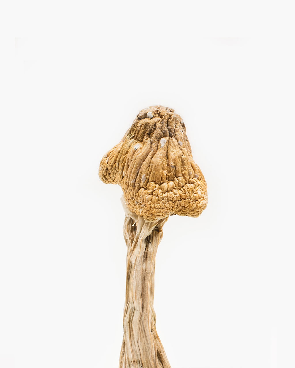 Buy Tri-colour Ecuadorian Magic Mushrooms Sydney Australia