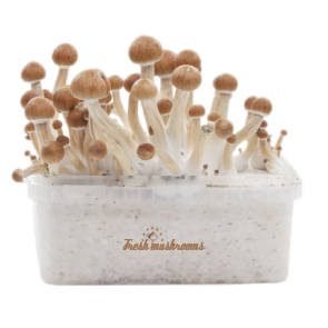 Buy Fresh Mushrooms grow kit McKennaii online, Order Fresh Mushrooms grow kit McKennaii in Australia, Fresh Mushrooms grow kit McKennaii for sale, Best place to buy Fresh Mushrooms grow kit McKennaii online, Looking to purchase Fresh Mushrooms grow kit McKennaii online, Fresh Mushrooms grow kit McKennaii online near me, Legit magic mushroom store to buy online, Order mushroom grow kit in Sydney Australia, By mushroom grow kit online in Australia,