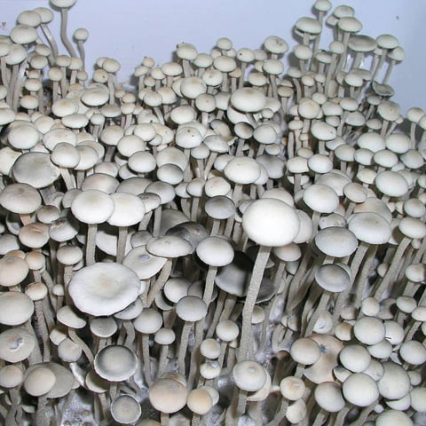 Buy Jamaica Mushroom Spores Australia