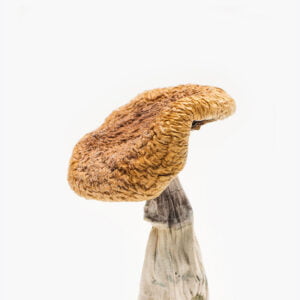 Buy Golden Teacher Magic Mushrooms Australia