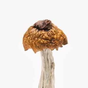 Buy Martinique Magic Mushrooms Australia