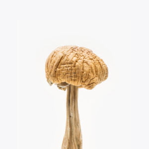 Mexican Magic Mushrooms buy mexican cubensis mushrooms for sale from #1 Best Magic Mushrooms store