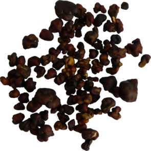 Buy Magic Truffles Tampanensis Australia | Peace