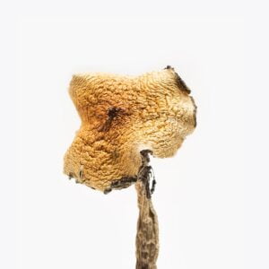 Buy Texas Yellow Caps Magic Mushrooms Australia