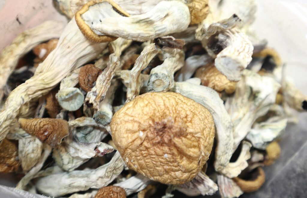 Buy psilocybin mushrooms personal healing Brisbane