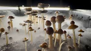 Magic Mushroom Spores Australia