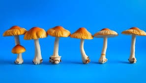 Golden Teacher Spores Australia