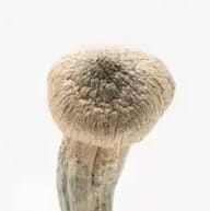 Albino Magic Mushroom